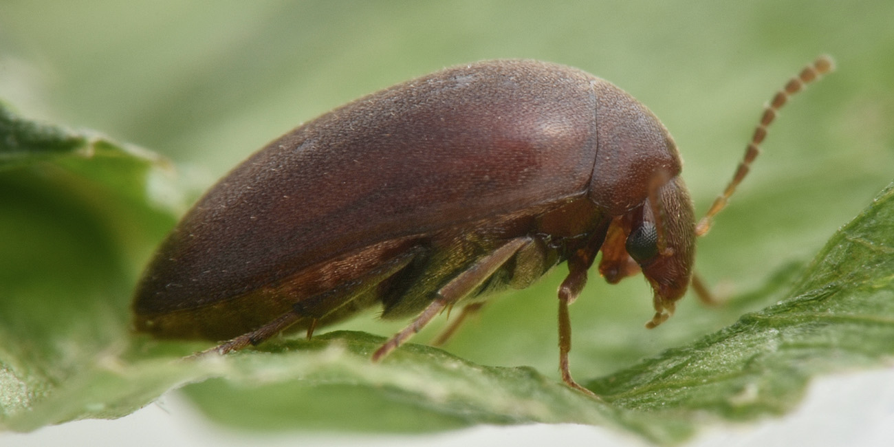 Eucinetidae: Nycteus meridionalis